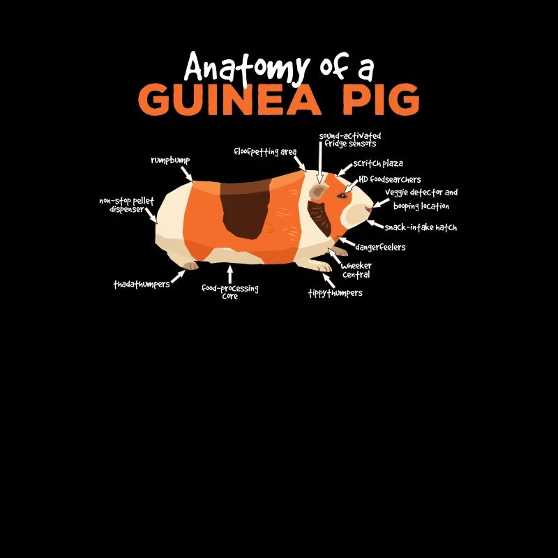 Anatomie d'un cochon d'Inde - Amant animal mignon