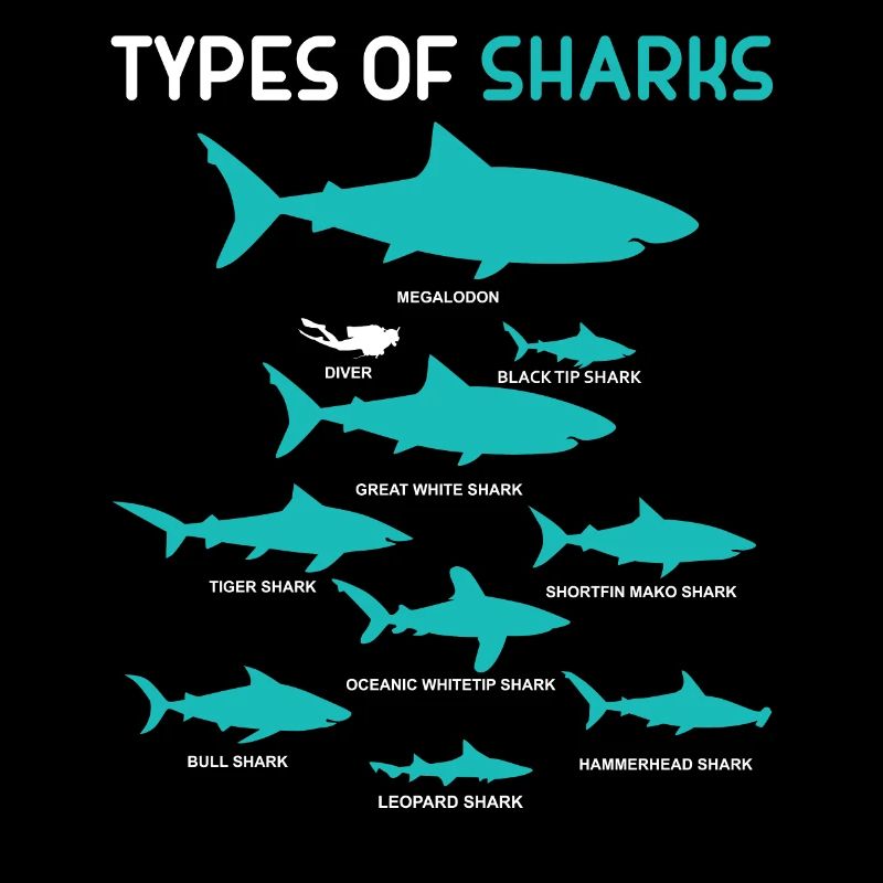 9 types de cadeau de requin Shark Ocean Beach