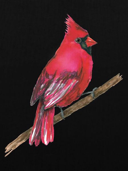 Roter Kardinal