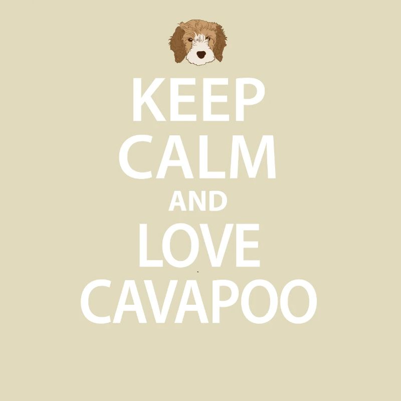 Cavapoo Hund