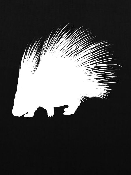 Stachelschwein