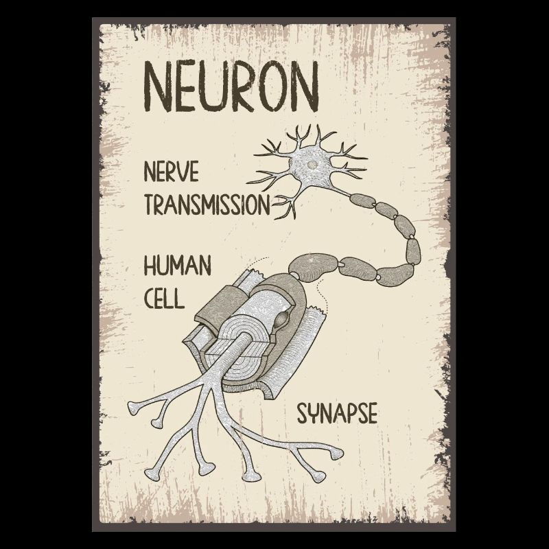 Neuronen