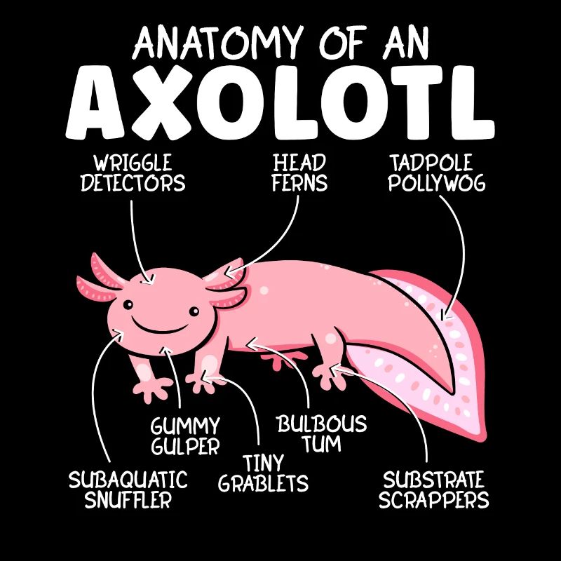 Anatomie Eines Mexikanischen Wanderfisches Axolotl
