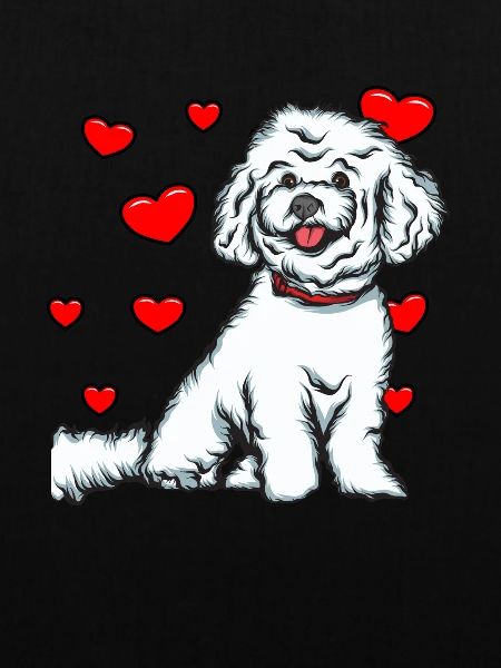 Bichon Frise