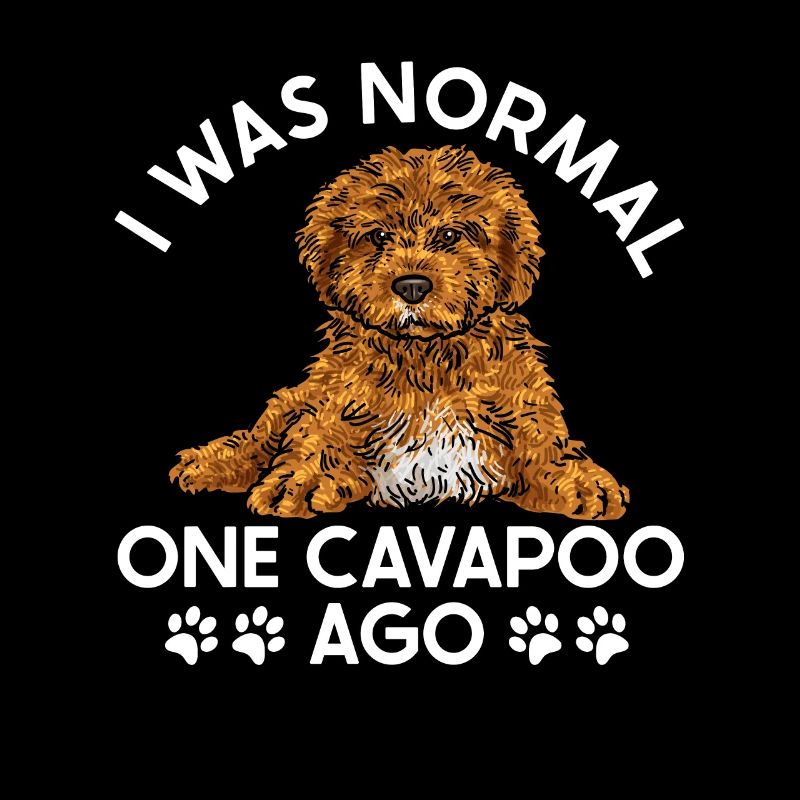 Cavapoo Cavoodle Capoodle Chien