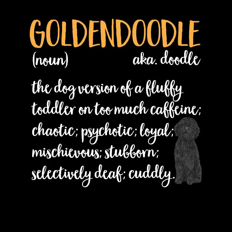 Chien Doodle Black Goldendoodle