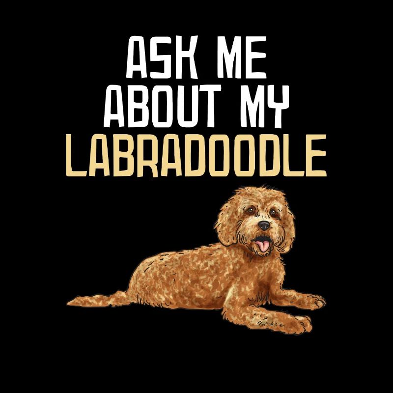 Labradoodle Hund