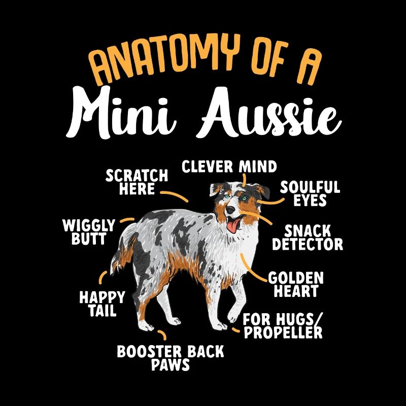 Miniature Australian Shepherd