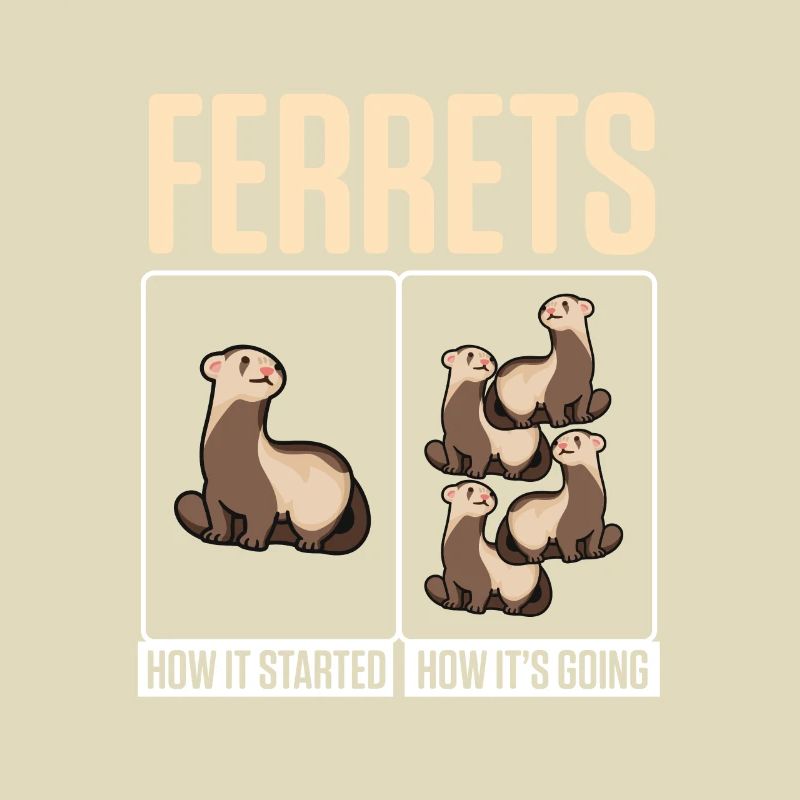 Weasel Cute Ferrets How It Started How It's Going