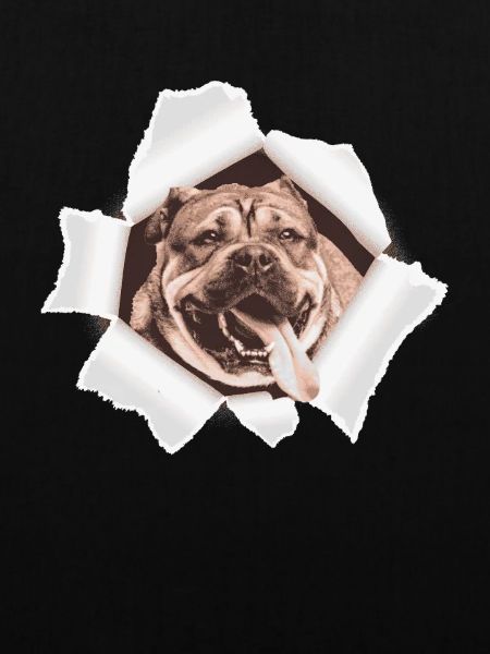 Dog peeking through hole