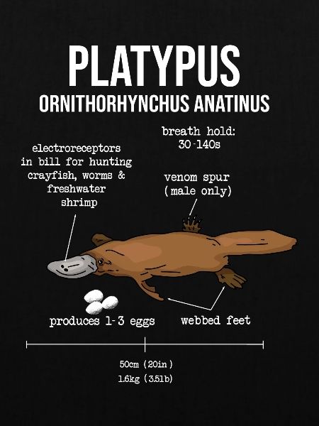 Platypus Schnabeltier