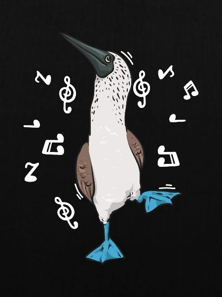 Blaufußtölpel Blue-footed Booby Seevogel
