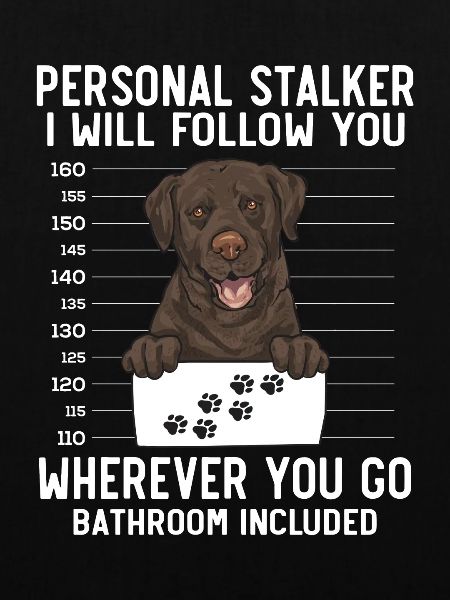 Chocolate Labrador Retriever Hund