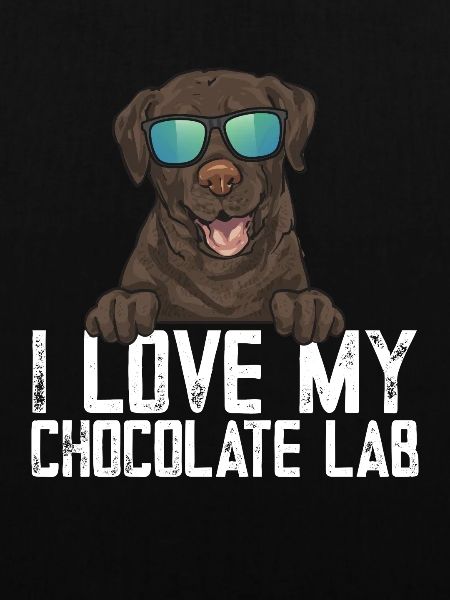 Chocolate Labrador Retriever Hund