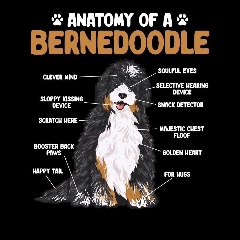Bernedoodle Hund