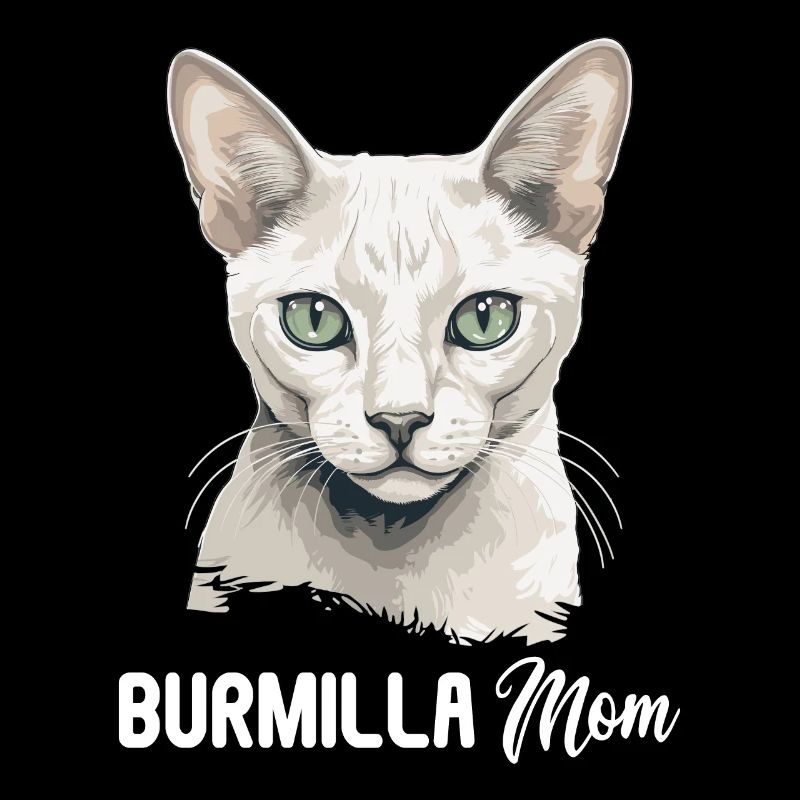 Burmilla Kätzchen Burmilla Katze