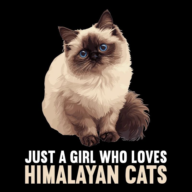 Chat de l’Himalaya Colourpoint Katze