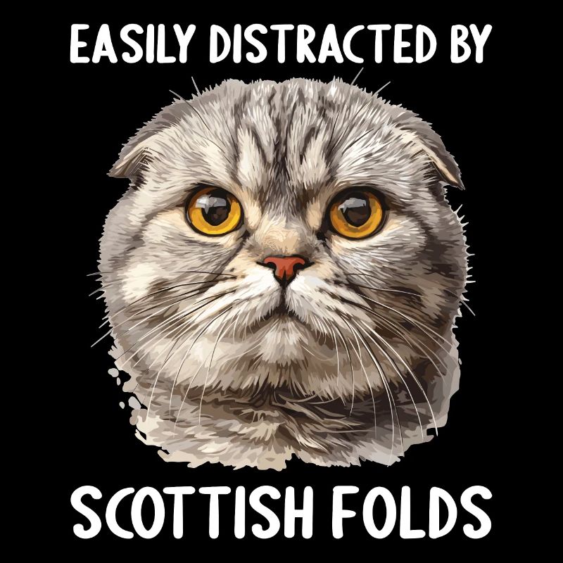 Scottish Fold Kätzchen Scottish Fold Katze
