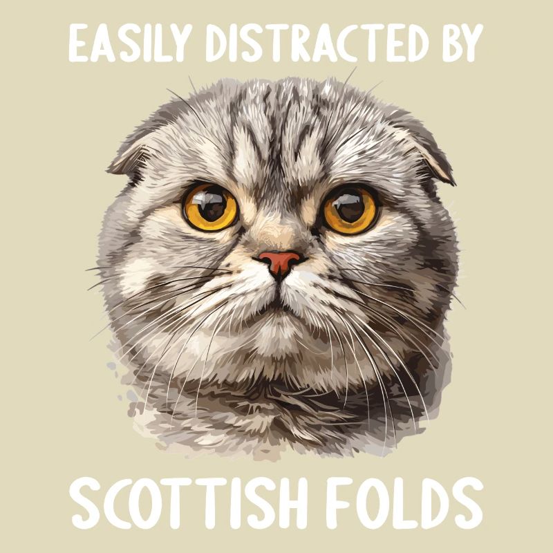 Scottish Fold chaton Scottish Fold chat