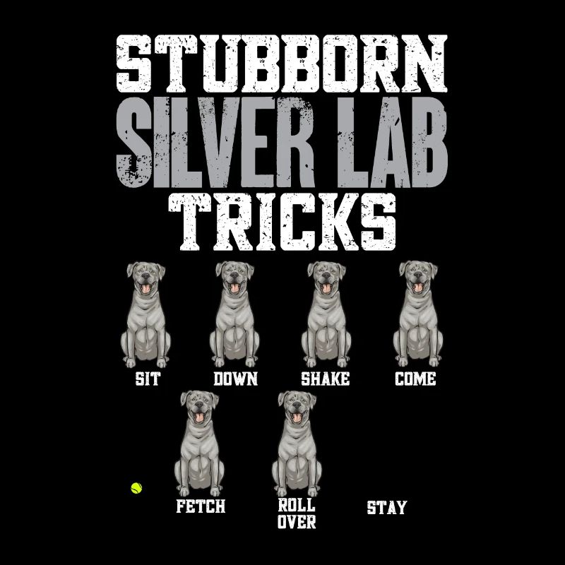 Silver Labrador Retriever Silver Lab