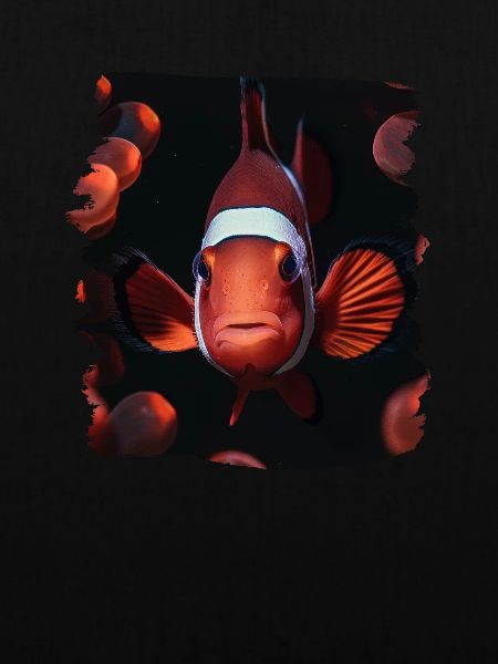 Clownfish Clownfische Clownfisch