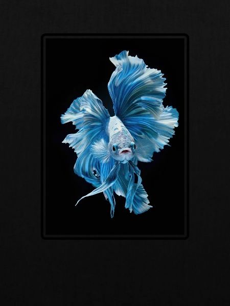 Bettas Betta Fisch Betta