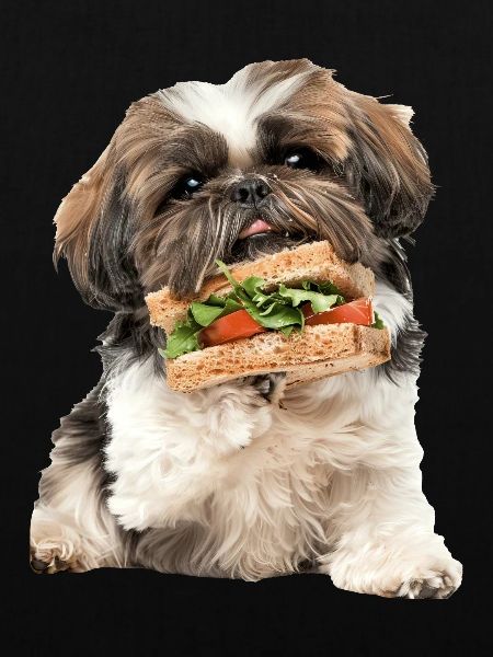 Shih Tzu