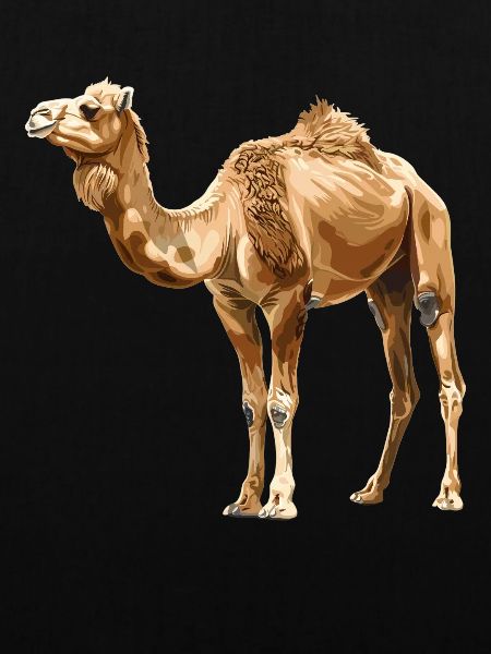 Camel Kamele Kamel