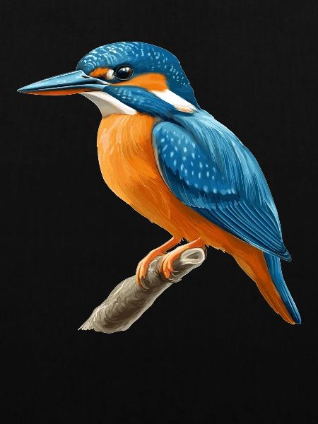 Eisvögel Eisvogel