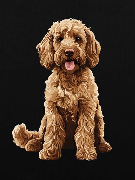 Labradoodle