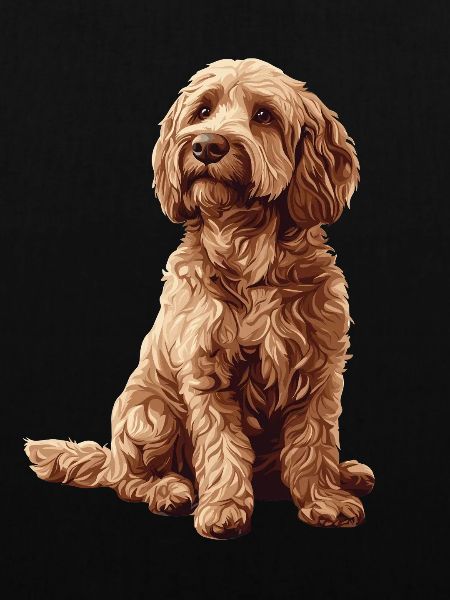 Labradoodle