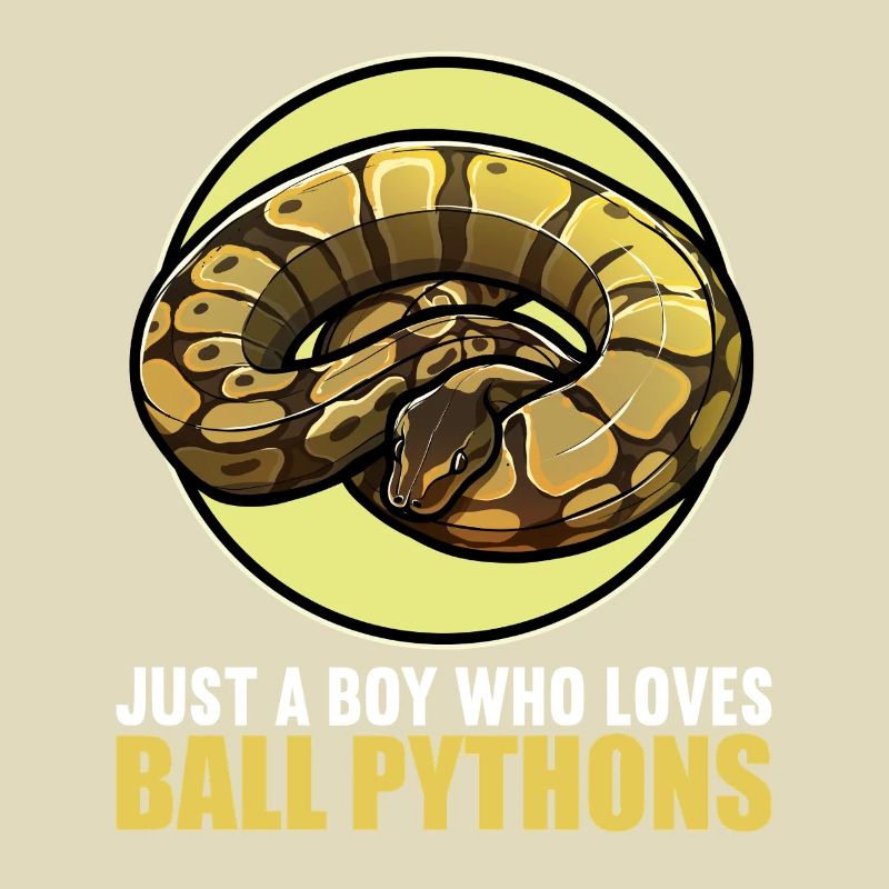 Ball Python Königspythons Königspython