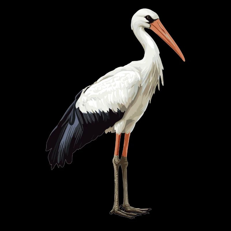 Störche Storch