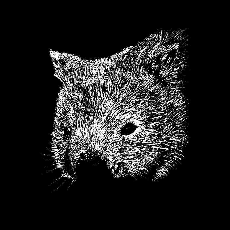 Wombat drawing