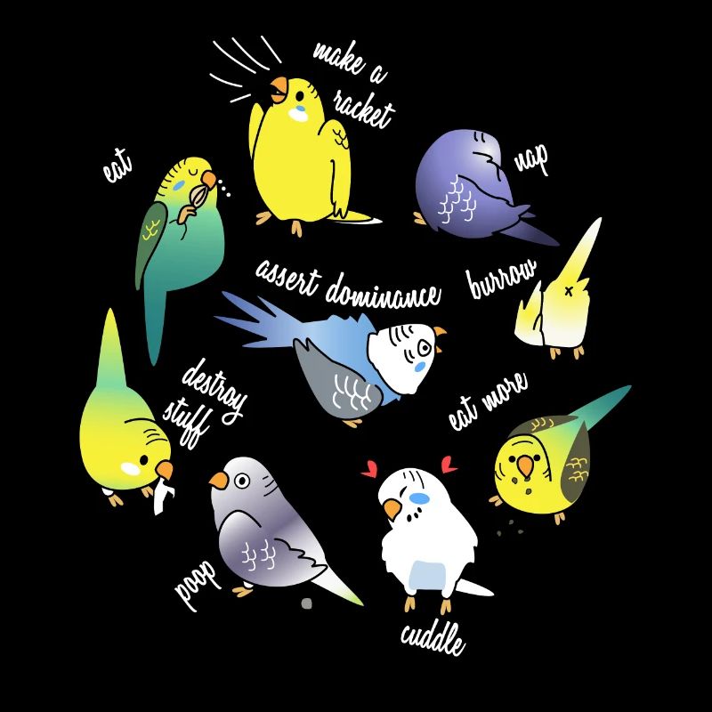 Perroquet canari perruche