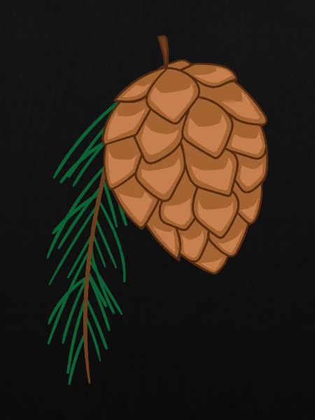 fir cone