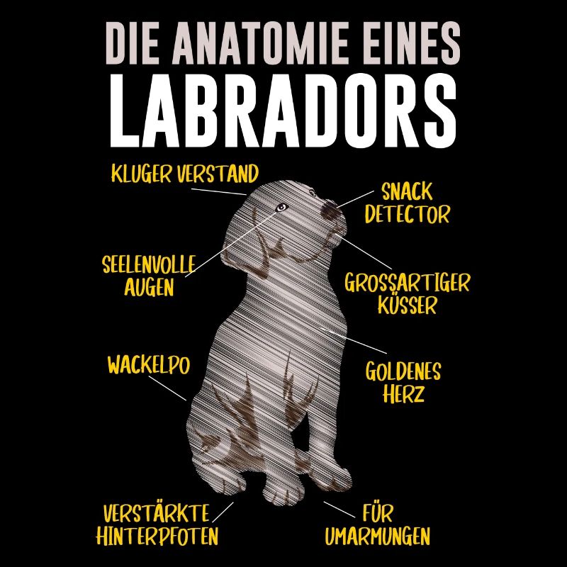 Anatomie eines Labradors Hundehalter Labrador