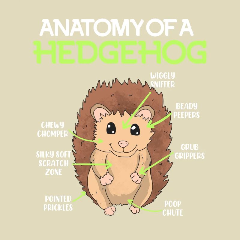 Anatomie eines Igel