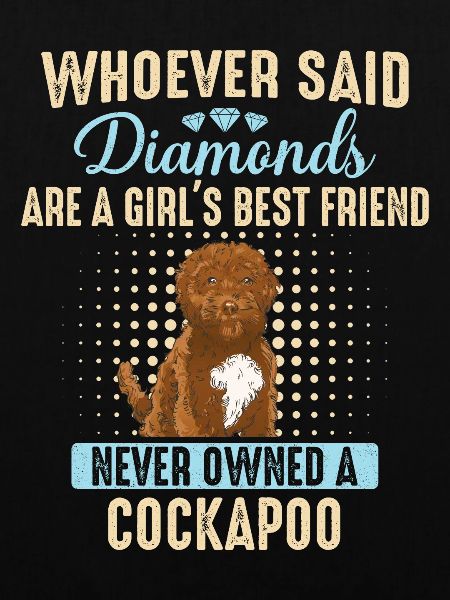 Cockapoo Hund