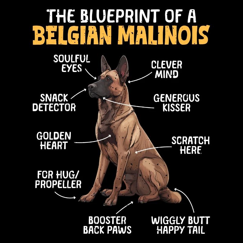 Berger belge PLAN D’UN BÉGLIEN