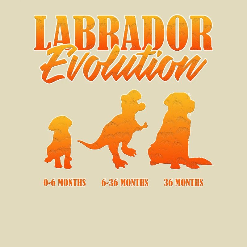 LABRADOR EVOLUTION Labrador Propriétaire Drôle