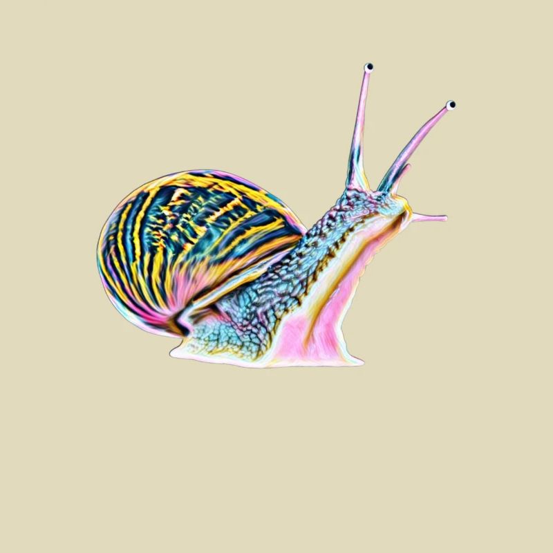 Schnecke