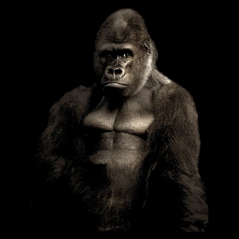 Gorilla