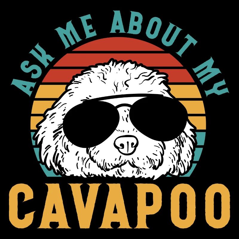Cavapoo Cavoodle Capoodle Chien