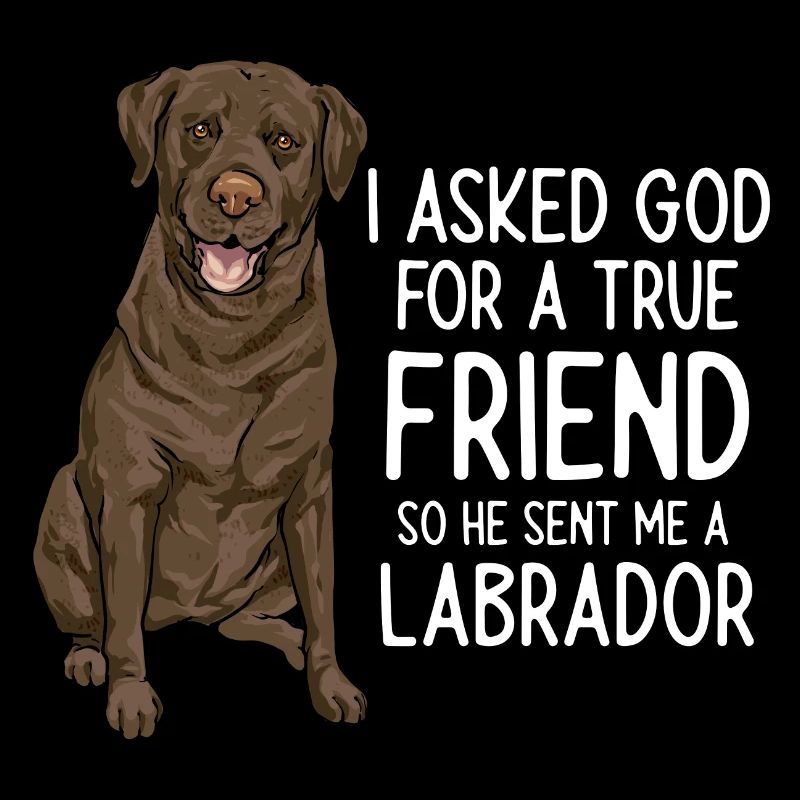Chien Labrador Retriever chocolat