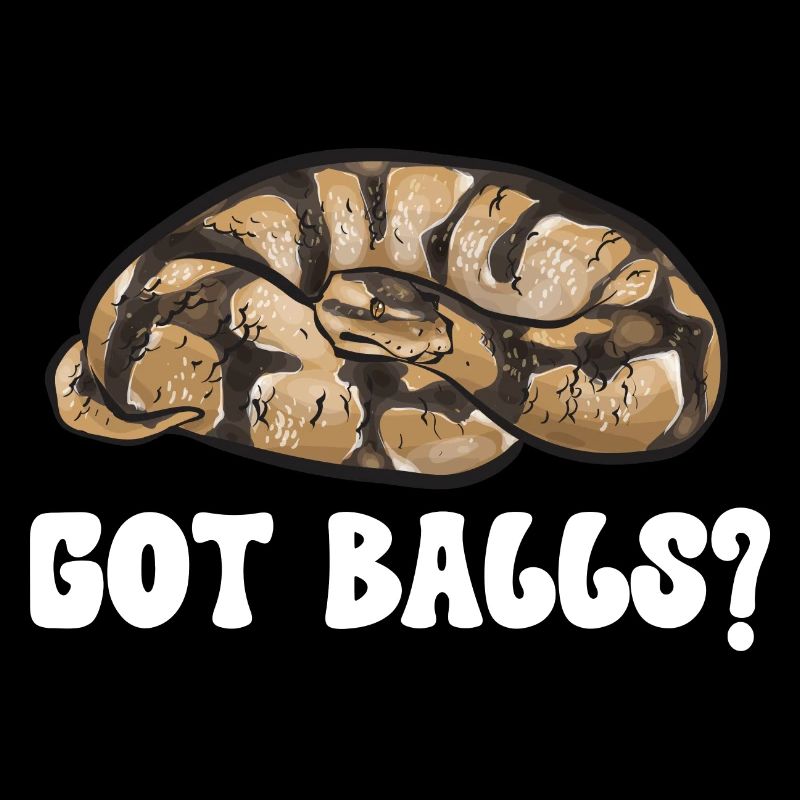 Ball Python Schlange Königspython