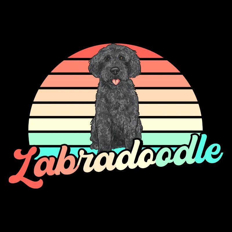 Labradoodle Hund