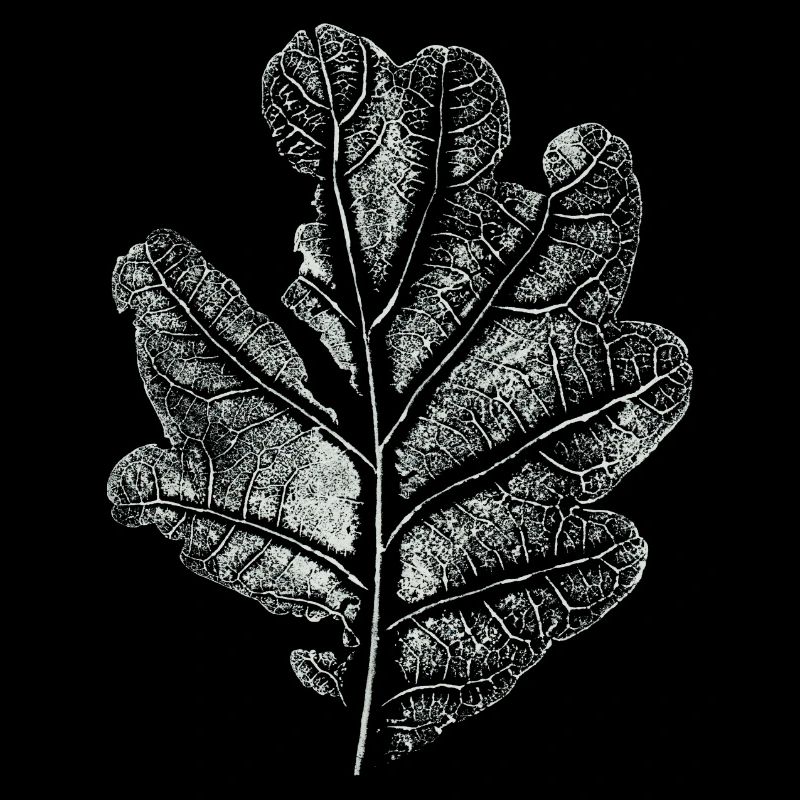 Leaf Oak / Oak Leaf - Imprint: