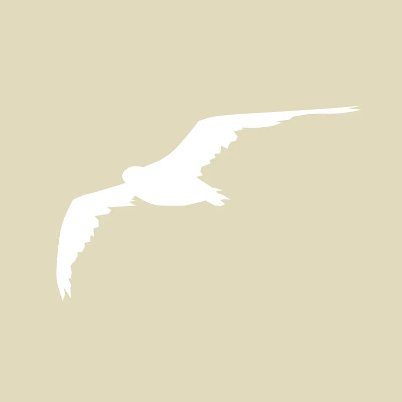 Möwe Gull