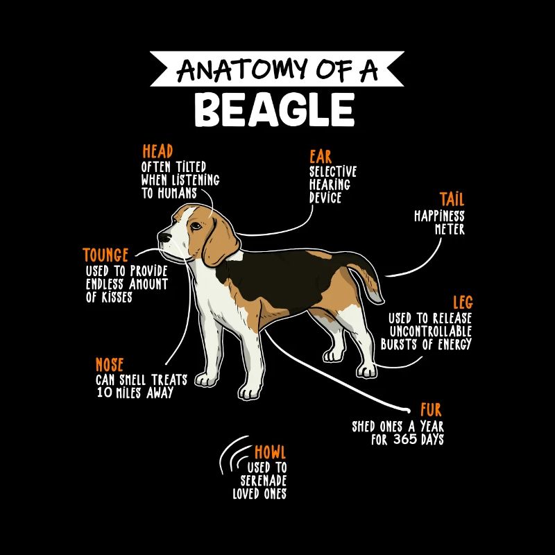 Anatomie du chien Beagle Fun chien propriétaire